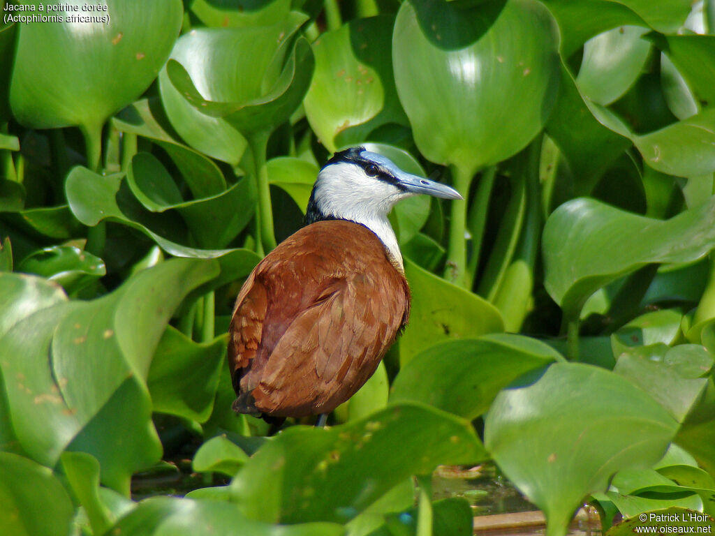 Jacana à poitrine dorée