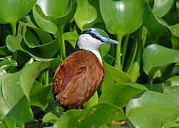 African Jacana