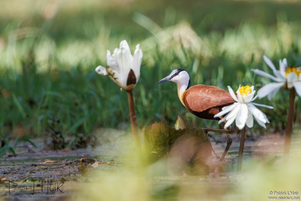 Jacana à poitrine dorée