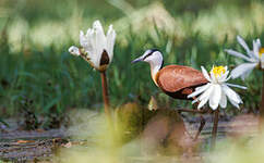 Jacana à poitrine dorée