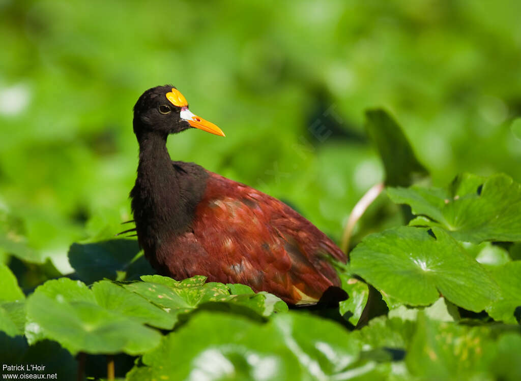 Jacana du Mexiqueadulte