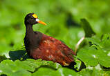 Jacana du Mexique