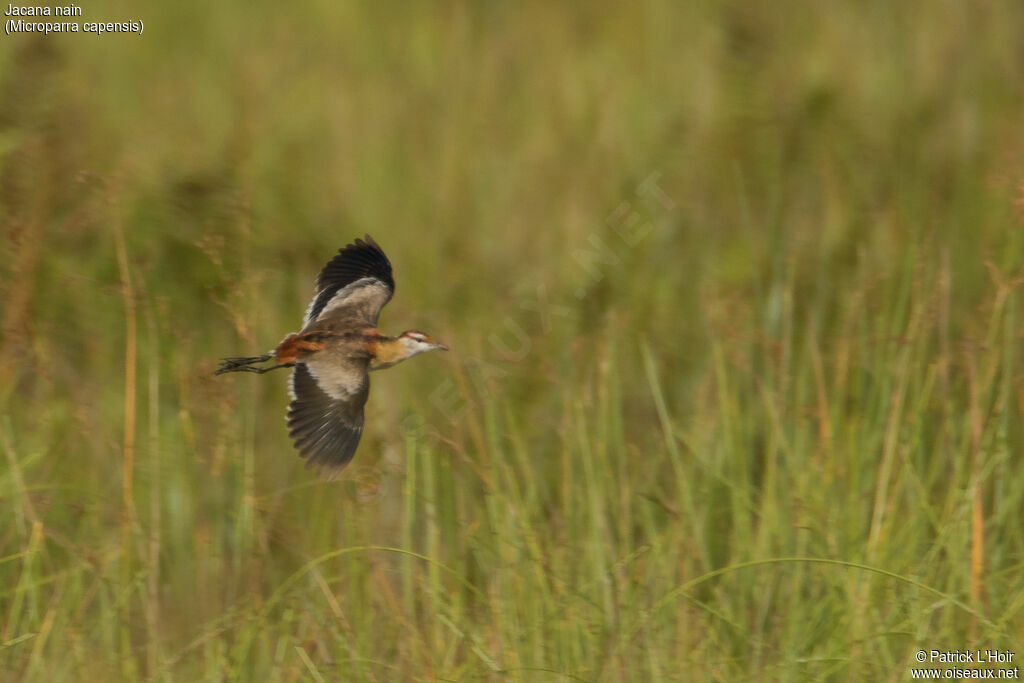 Jacana nain, Vol