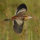 Jacana nain