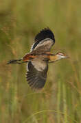 Lesser Jacana