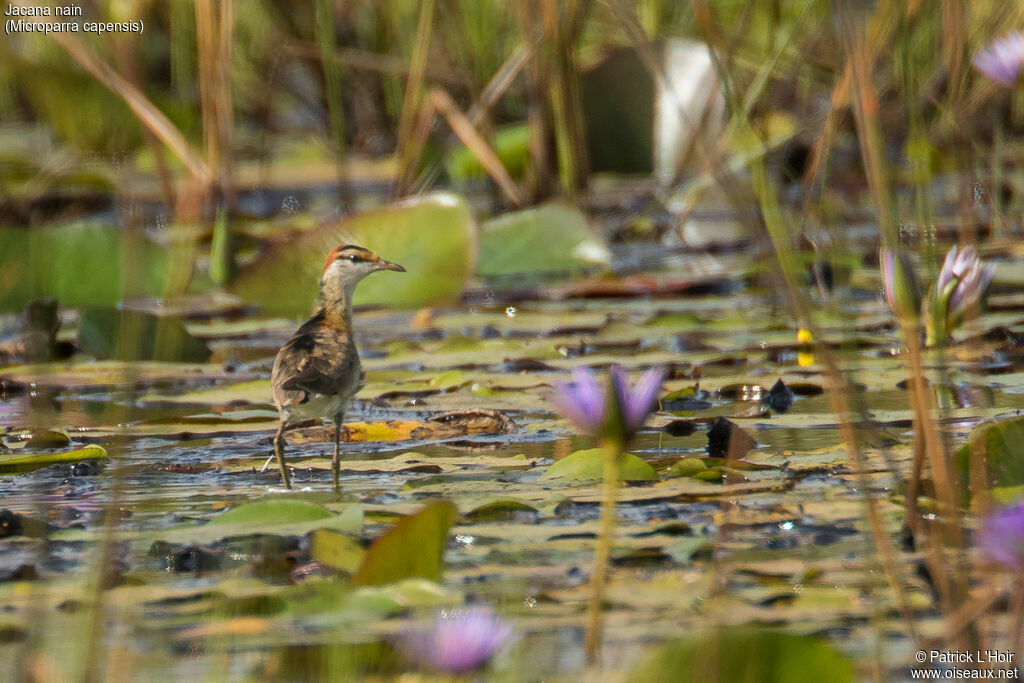 Jacana nain