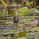 Jacana nain