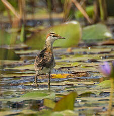 Jacana nain