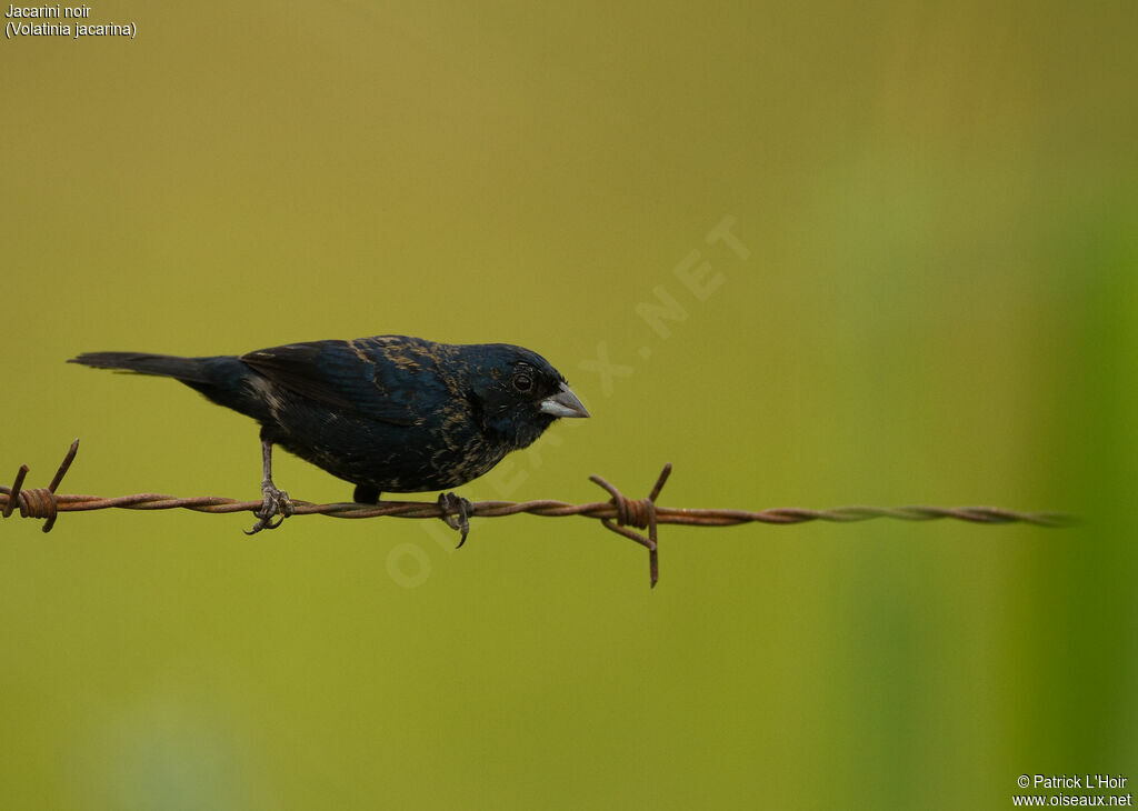 Blue-black Grassquit male adult