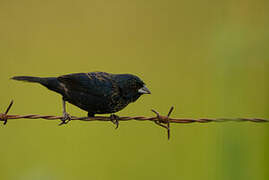 Blue-black Grassquit