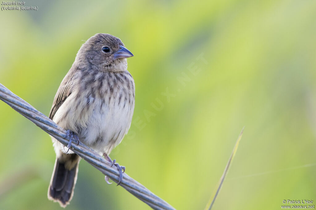 Blue-black Grassquit