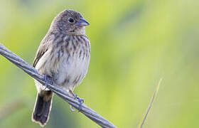 Blue-black Grassquit