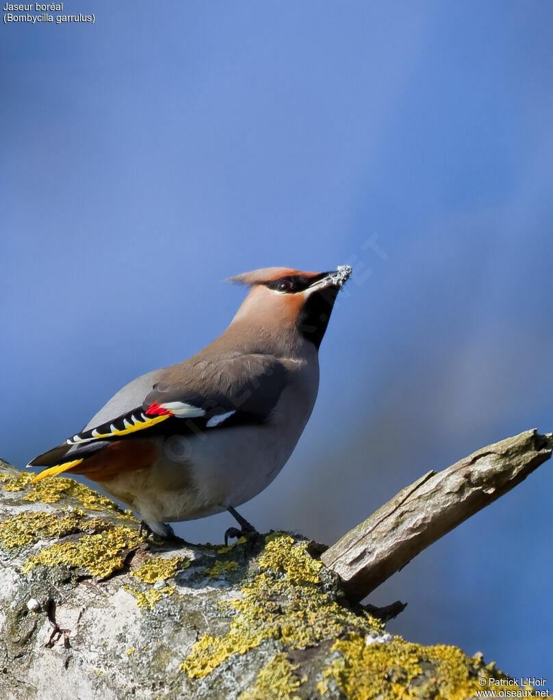 Bohemian Waxwing