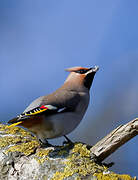 Bohemian Waxwing