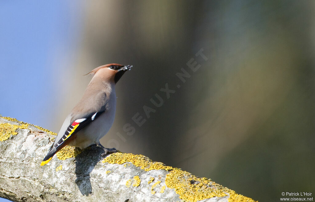 Bohemian Waxwing