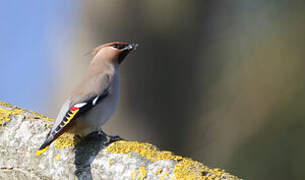 Bohemian Waxwing