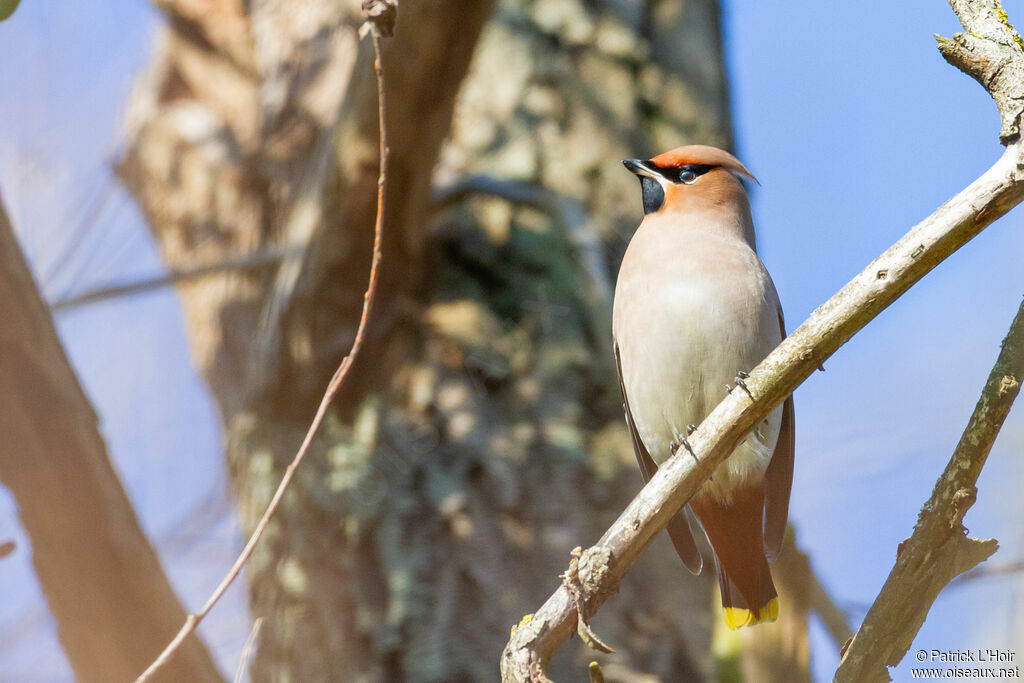 Bohemian Waxwing