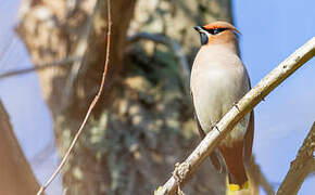 Bohemian Waxwing