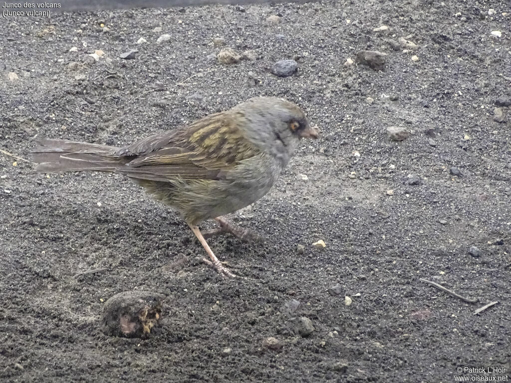 Junco des volcans