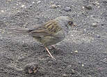 Junco des volcans