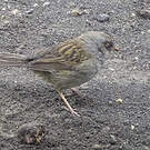 Junco des volcans