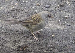 Volcano Junco