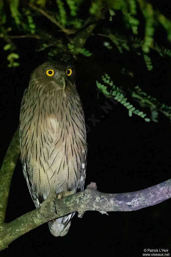 Brown Fish Owl