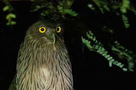 Brown Fish Owl