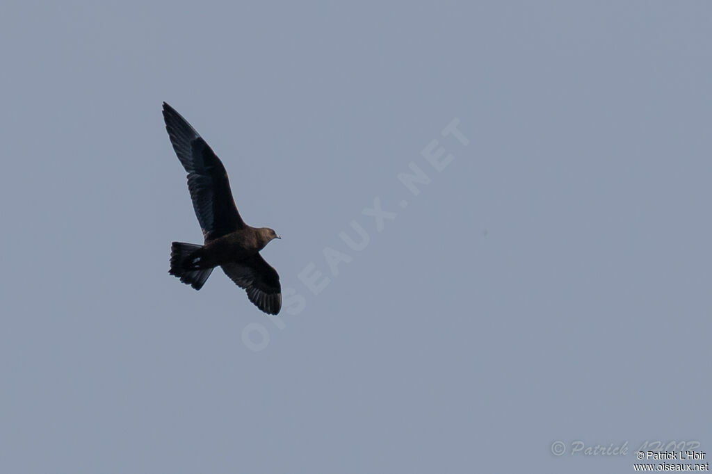 Parasitic Jaeger