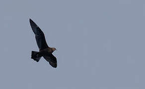 Parasitic Jaeger