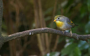 Red-billed Leiothrix