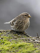 Twite