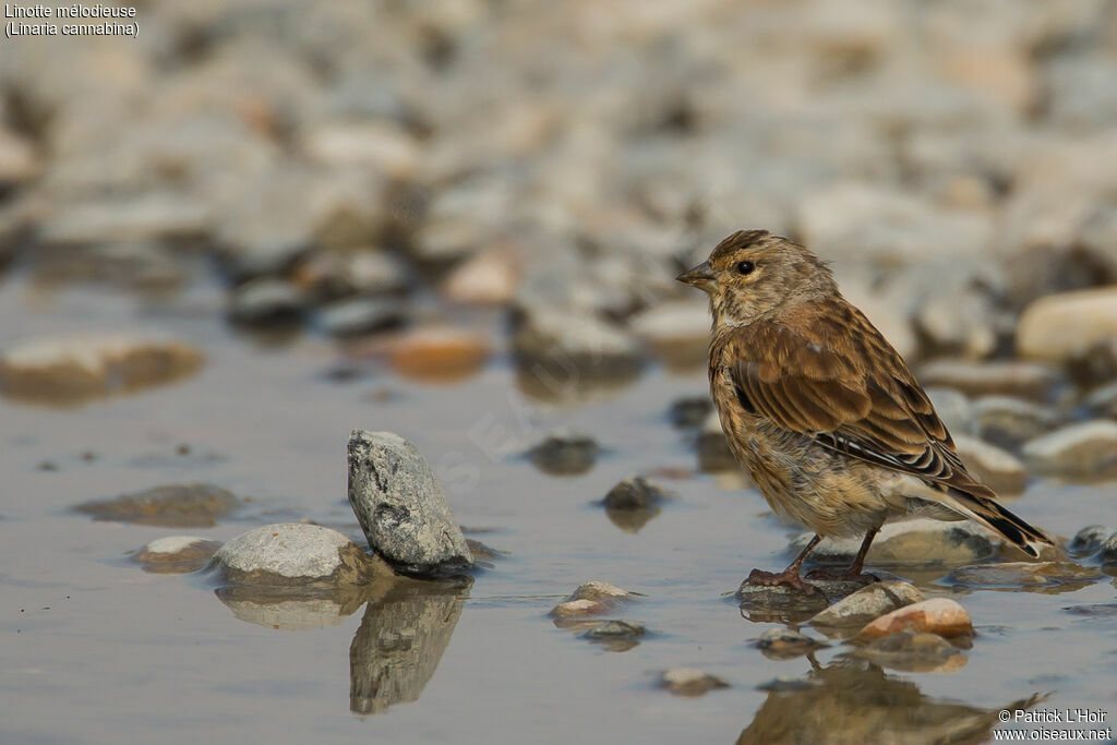 Common Linnet