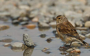 Common Linnet