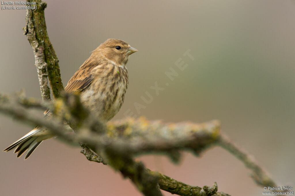 Linotte mélodieuse