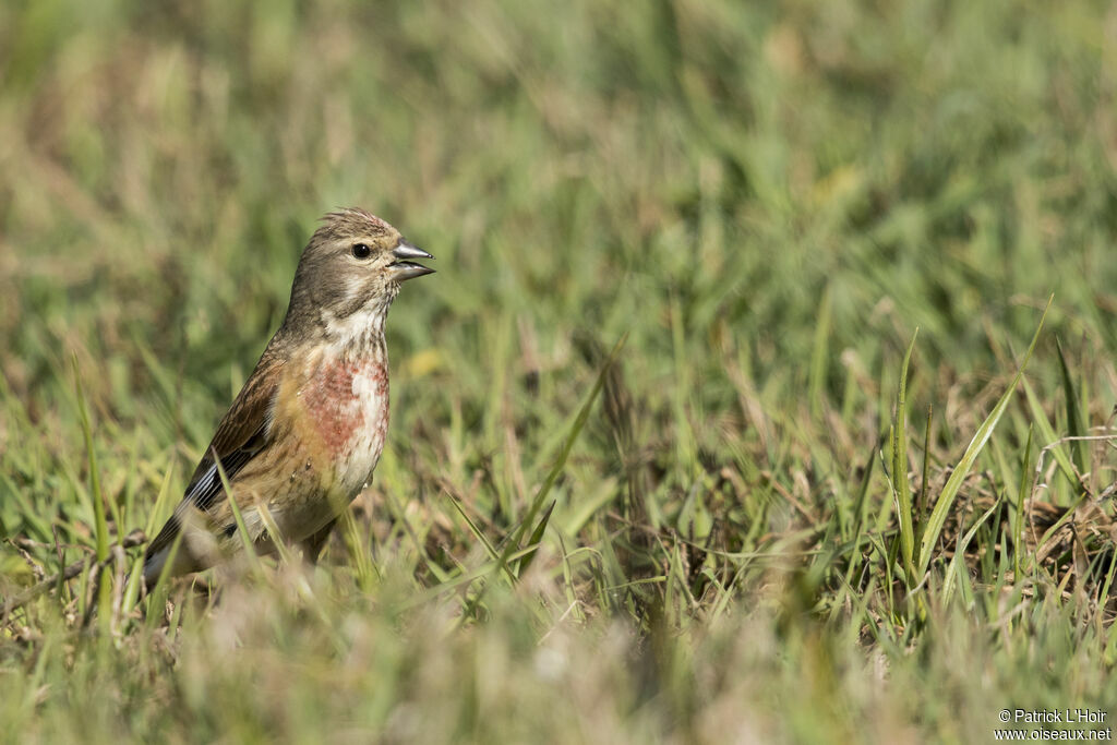 Linotte mélodieuse mâle adulte