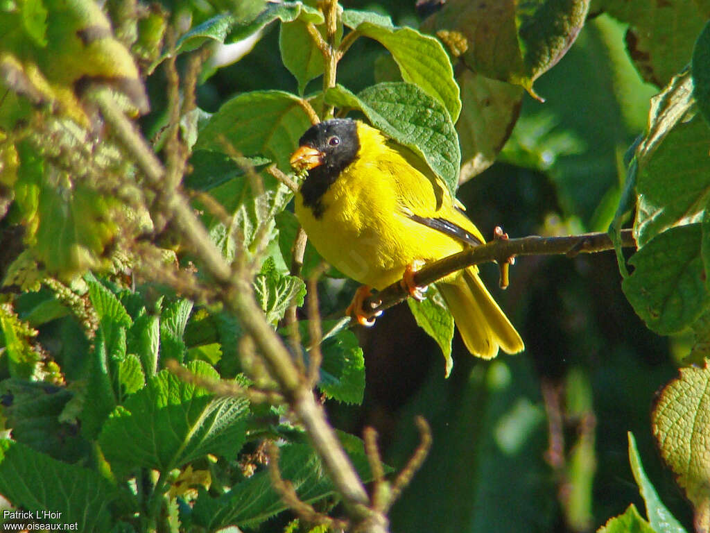 Oriole Finch male adult, pigmentation