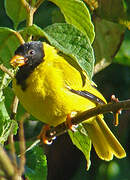 Oriole Finch