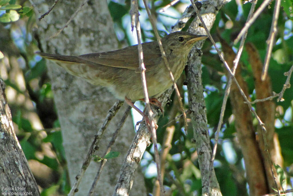 River Warbler, habitat, pigmentation