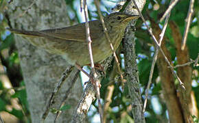 River Warbler