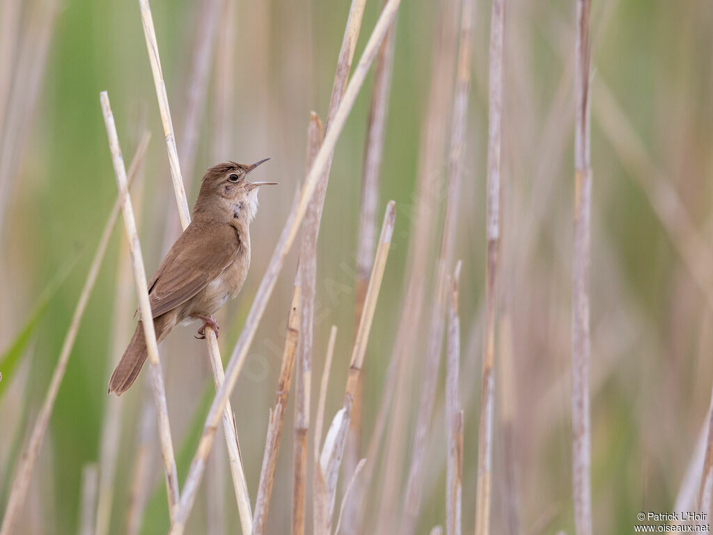 Savi's Warbler