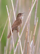 Savi's Warbler