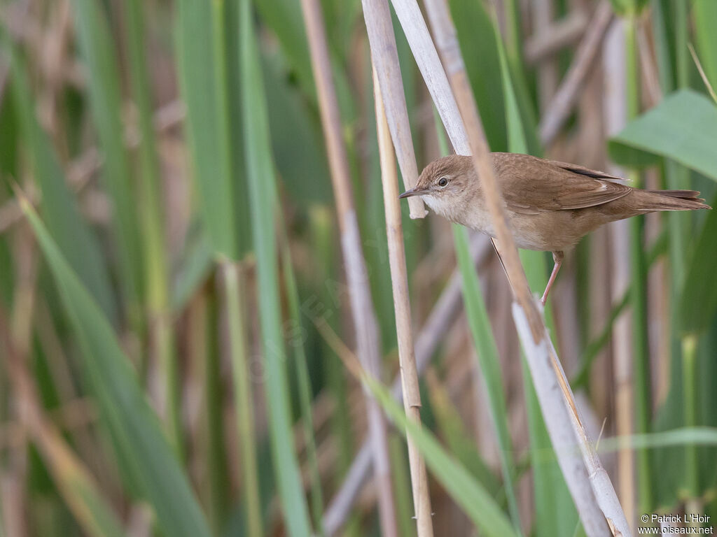 Savi's Warbler