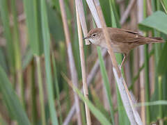 Savi's Warbler