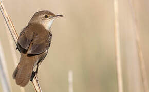 Savi's Warbler