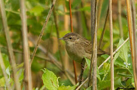 Common Grasshopper Warbler