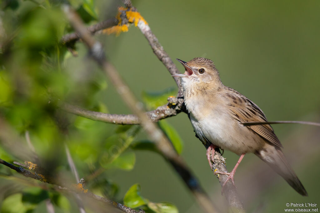 Common Grasshopper Warbler male adult, song