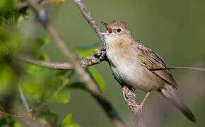 Common Grasshopper Warbler