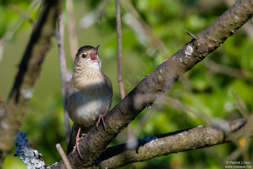 Common Grasshopper Warbler male adult, song