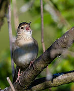 Common Grasshopper Warbler